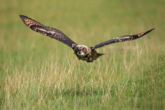 Eurasian eagle-owl (Bubo bubo) adult, flying over meadow, Kasselburg, Eifel, Germany