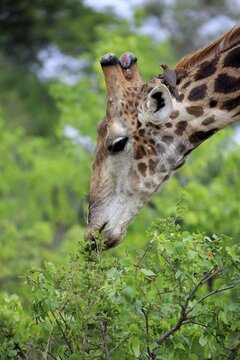 Southern giraffe (Giraffa camelopardalis giraffa), adult, eating, animal portrait, feeding, Kruger National Park, South Africa