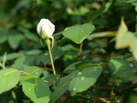 Pale pink miniature climbing rose bud with raindrops, Cecile Brunner garden rose in soft green foliage