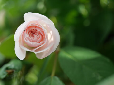Pale pink miniature climbing rose opening bloom, Cecile Brunner garden rose with soft green background