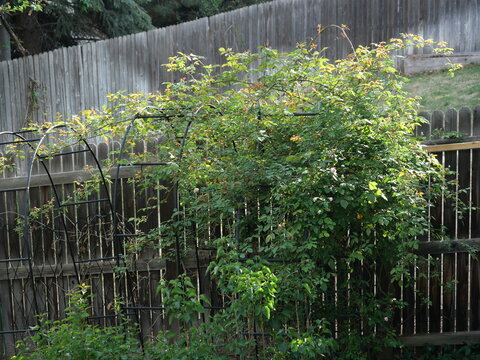 Climbing rose growing on garden trellis, Cecile Brunner rose plant in backyard fence setting