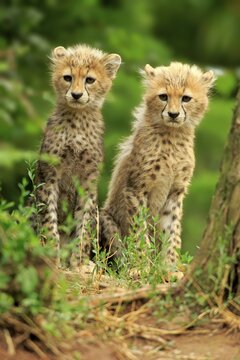 Sudan cheetah (Acinonyx jubatus soemmeringii), two young animals, siblings, sitting, ten weeks old, occurrence Sudan, captive