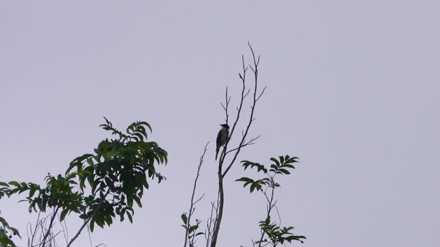 Chinese bulbul, Light-vented bulbul (Pycnonotus sinensis) Xinjiang Uygur Autonomous Region. China