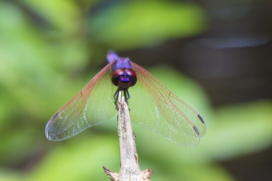 Dragon fly, Maroantsetra, Madagascar