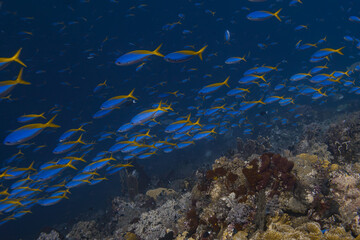 Obraz premium Fuliers in Dawera, Forgotten Islands, Indonesia