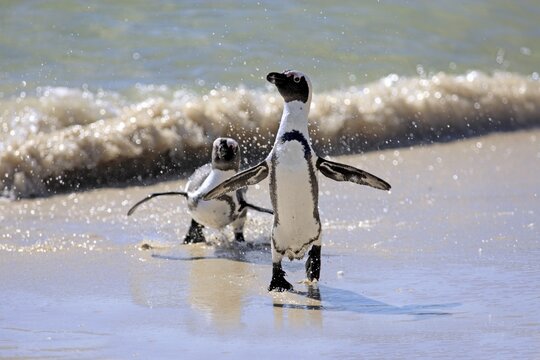 Jackass Penguin, Black-footed Penguin or African Penguin (Spheniscus demersus), pair on the beach, Boulder, Simon's Town, Western Cape, South Africa
