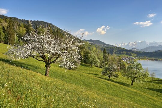 View of Morgarten at Lake Aegeri, in front of a blossoming cherry tree, behind the snow-covered Alps, Ober&auml;geri, Canton Zug, Switzerland