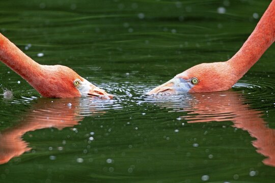 Red Flamingoes or Cuban Flamingoes (Phoenicopterus ruber ruber), pair with their heads in the water, native to South America, captive, Heidelberg, Baden-W&uuml;rttemberg, Germany