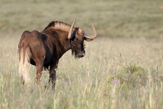 White-tailed wildebeest (Connochaetes gnou), adult, alert, Mountain Zebra National Park, Eastern Cape, South Africa