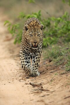 Leopard (Panthera pardus), adult, running, Sabi Sand Game Reserve, Kruger National Park, South Africa