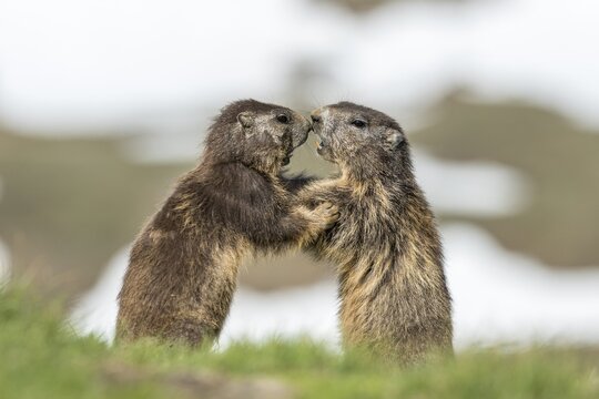 Two alpine marmots (Marmota marmota) fighting, High Tauern National Park, Carinthia, Austria