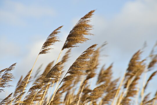 Reeds, St. Veit, Lower Austria, Austria, Europe