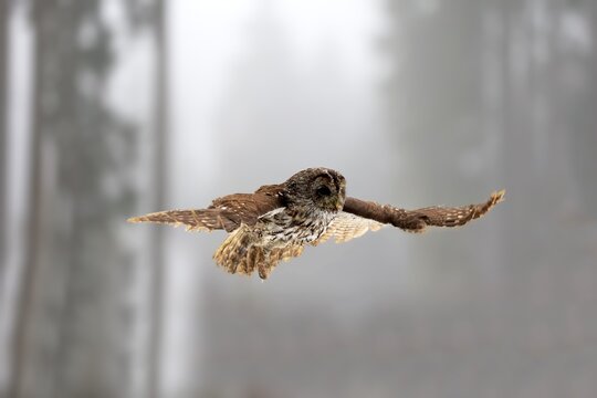 Tawny owl (Strix aluco), adult flying in winter, Zdarske Vrchy, Bohemian-Moravian Highlands, Czech Republic