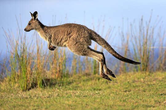 Eastern grey kangaroo (Macropus giganteus), male jumps over green meadow, Maloney Beach, New South Wales, Australia