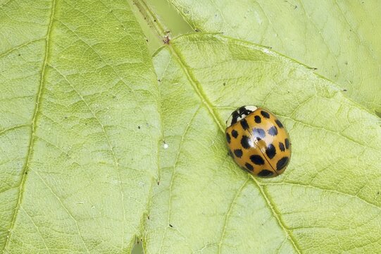 Asian lady beetleor () on page (Rosa), Hesse, Germany