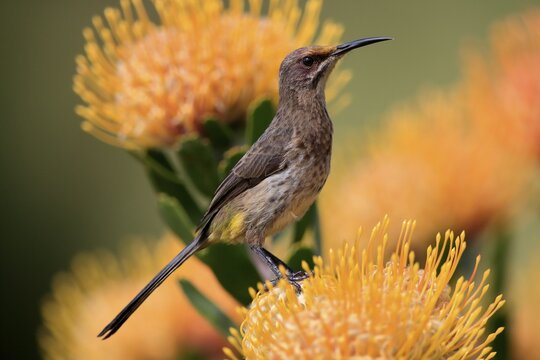 Cape Honeybird (Promerops cafer), adult, female, on flower, Protea, vigilant, Kirstenbosch Botanic Gardens, Cape Town, South Africa