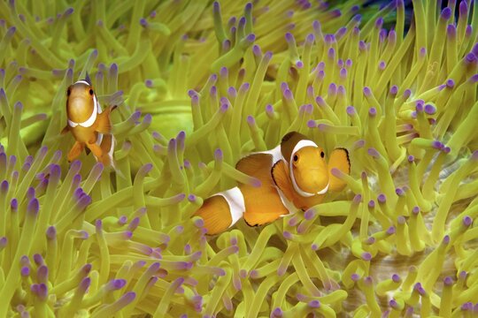Fake Clownfish , in (Heteractis magnifica), Andaman Sea, Mu Ko Similan National Park, Similan Islands, Phang Nga Province, Thailand