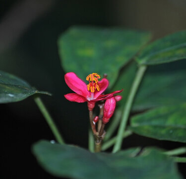 Pink Jatropha Integerrima Plant