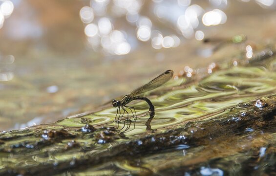 Dragonfly (Odonata) in water at oviposition, Kuala Tahan, Taman Negara, Malaysia
