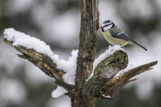 Blue tit (Parus caerulea), Emsland, Lower Saxony, Germany