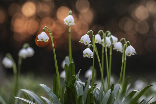 Spring snowflake (Leucojum vernum), Emsland, Lower Saxony, Germany