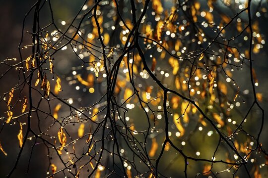 Colourful autumn leaves against the light, Markt Oberdorf, Ostallg&auml;u, Bavaria, Germany