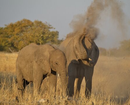 African Bush Elephants (Loxodonta africana) throwing dirt up near the Goas waterhole, Etosha National Park, Namibia, Africa