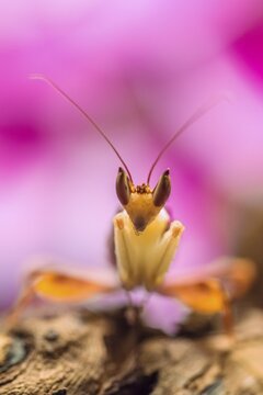 Mantis, male of the African flower mantis (Pseudocreobotra wahlbergii), captive, occurrence Africa