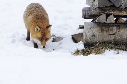 Red fox (Vulpes vulpes), in rut