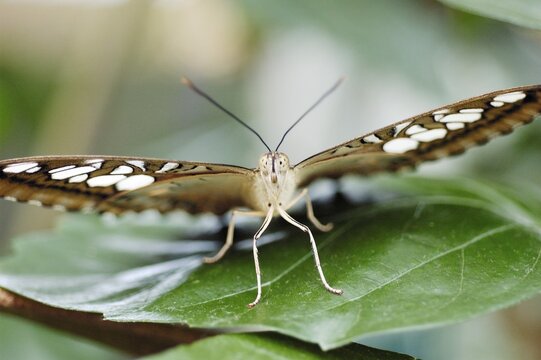 Butterfly, Preponia demophon, Nymphalidae is sitting on a leave with spreading wings