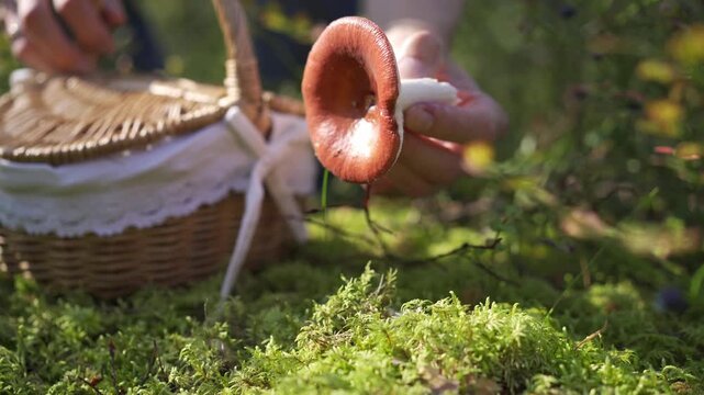 a mushroom picker picks a mushroom. Basket beside mushroom on forest floor, ideal for autumn foraging, nature exploration theme, suitable for lifestyle and environmental content, pick mushrooms