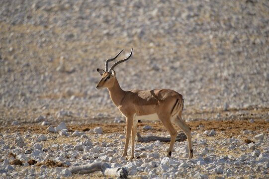 Impala (Aepyceros melampus), Etosha National Park, Namibia, Africa