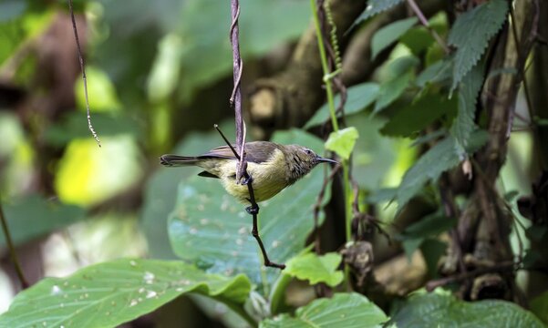 Olive-bellied Sunbird (Cinnyris chloropygius), female sitting on a branch, Mgahinga Gorilla National Park, Western Region, Uganda