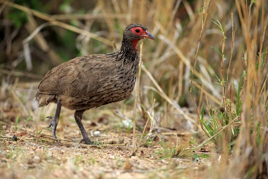 Swainson's Frankolin (Francolinus swainsonii), adult, walking, Kruger National Park, South Africa