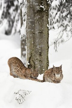Eurasian lynxes (Lynx lynx), kittens sitting in the snow, captive, Germany