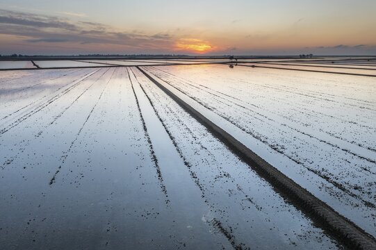 Flooded rice fields in May at sunrise, aerial view, drone shot, Ebro Delta Nature Reserve, Tarragona province, Catalonia, Spain