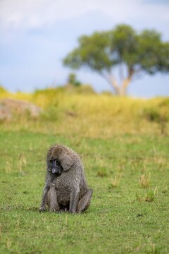 Anubis baboon or green baboon (Papio anubis) foraging in the grass, male, Murchison Falls National Park, Western Region, Uganda
