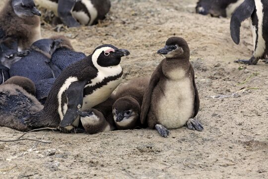 Jackass Penguins (Spheniscus demersus), adult with young, Boulders Beach, Simon's Town, Western Cape, South Africa