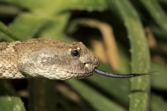 Western rattlesnake or prairie rattlesnake (Crotalus viridis), adult flickering tongue, portrait, found in North America, captive