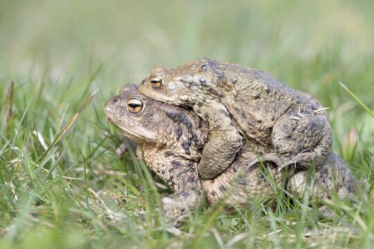 Common toads (Bufo bufo), migrating, Ruegen, Mecklenburg-Western Pomerania, Germany
