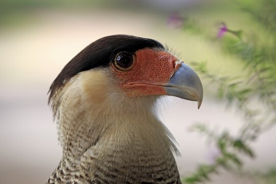 Southern crested caracara (Polyborus plancus), adult, portrait, Pantanal, Mato Grosso, Brazil