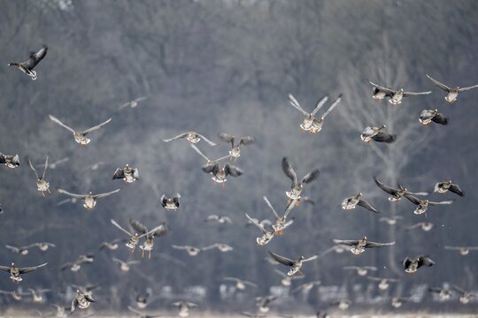 White-fronted geese (Anser albifrons), Lower Saxony, Germany
