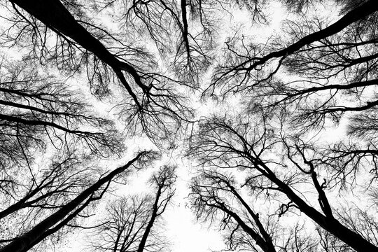 Deciduous trees in black and white, Unterallg&auml;u, Bavaria, Germany