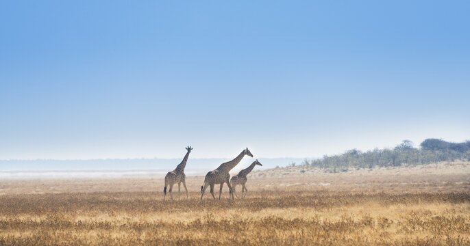 Three giraffes (Giraffa camelopardis) walking through the dry grass, Etosha National Park, Namibia