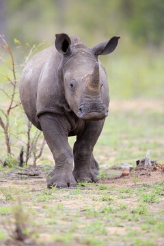 White rhinoceros (Ceratotherium simum), half adult young animal, walking, pachyderm, Kruger National Park, South Africa