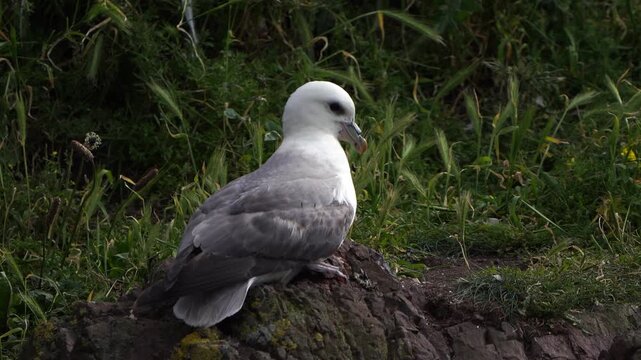 An adult northern fulmar, Arctic fulmar, or simply fulmar (Fulmarus glacialis) sitting on the rocks and flying away