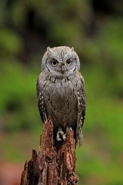 European scops owl (Otus scops), adult, waiting, autumn, alert, Bohemian Forest, Czech Republic