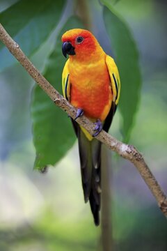 Sun conure (Aratinga solstitialis), adult on branch, captive, occurrence South America