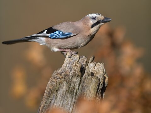 Eurasian jay (Garrulus glandarius), sitting on dead wood, in autumn, Swabian Alb Biosphere Reserve, Baden-W&uuml;rttemberg, Germany