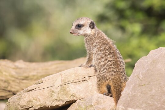 Meerkat (Suricata suricatta), young, captive